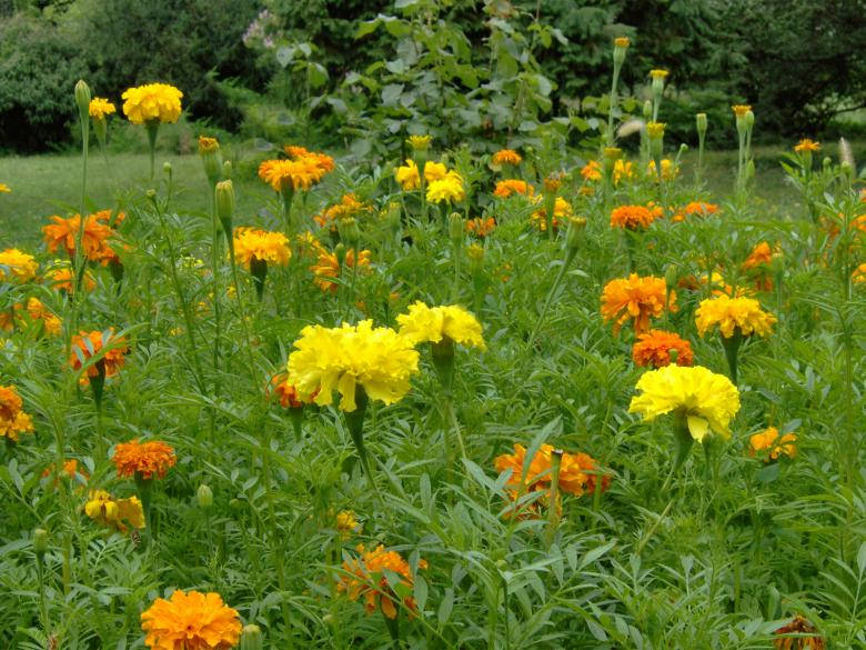 Orange Yellow Blooms Flower Garden Wallpaper