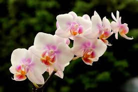 Orchid Espoa Variety Wallpaper