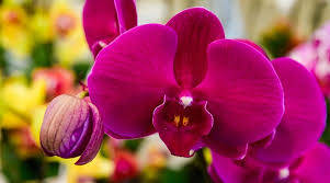 Orchidelirium Orchid Variety Wallpaper