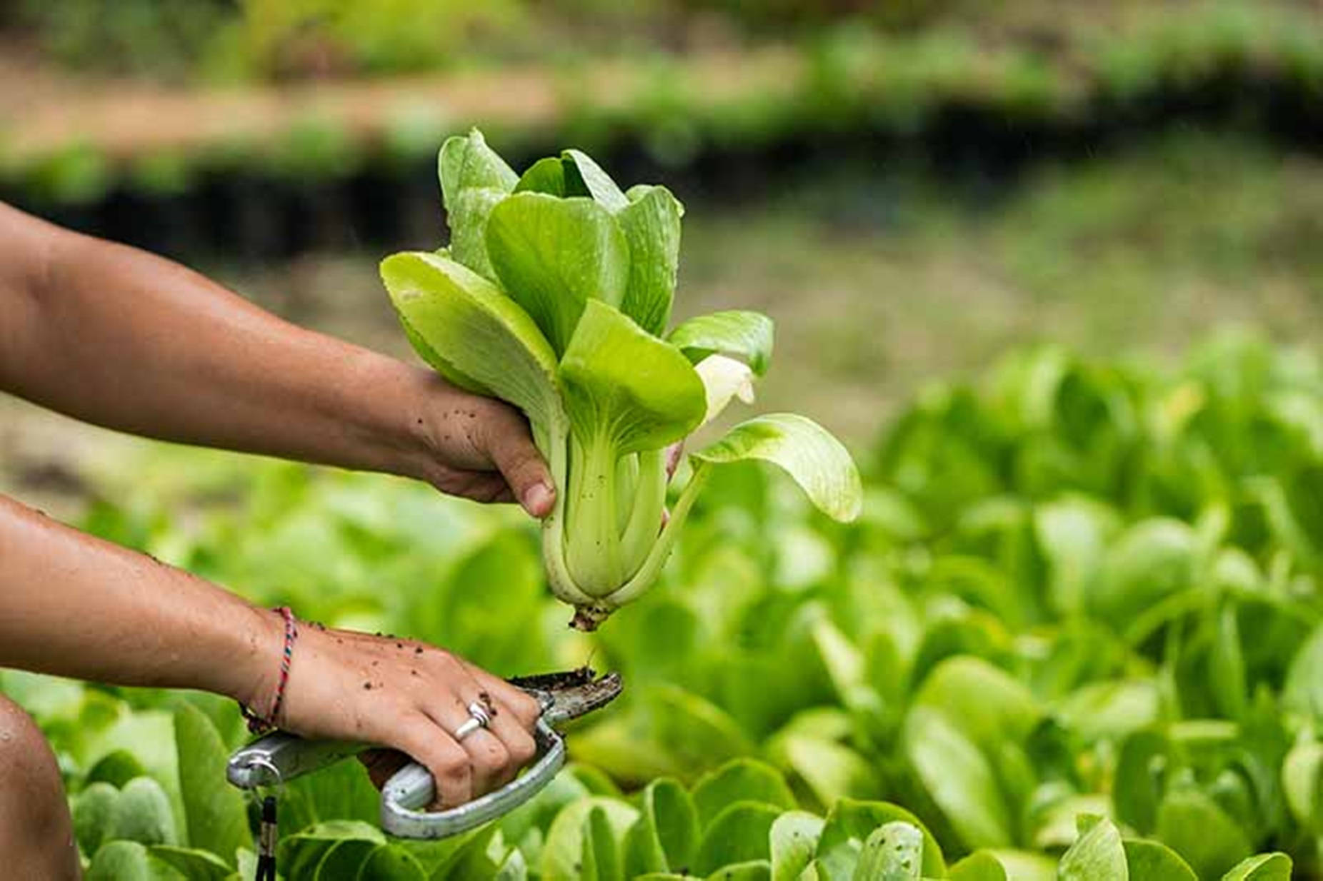 Organic Bok Choy Chinese Cabbage Wallpaper