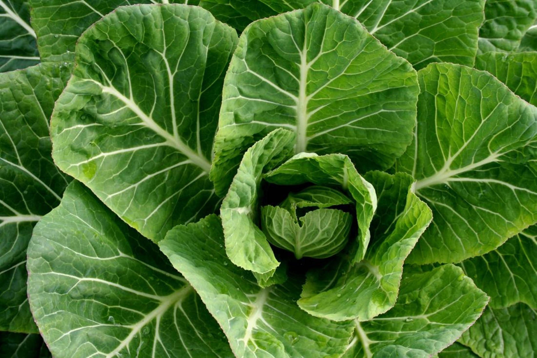 Overhead Shot Of Fresh Collard Greens Wallpaper