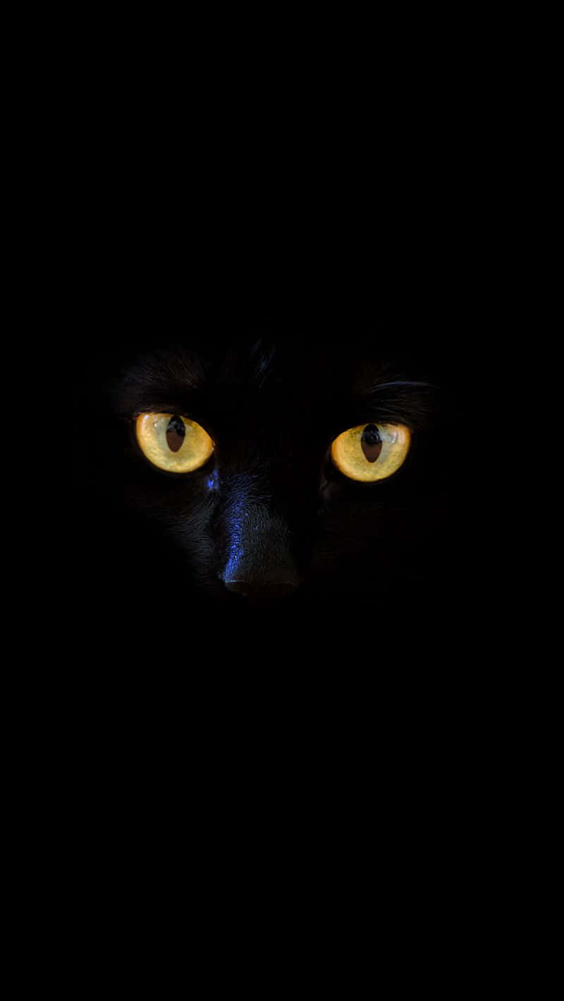 Owl Like Gold Cat Eyes Wallpaper