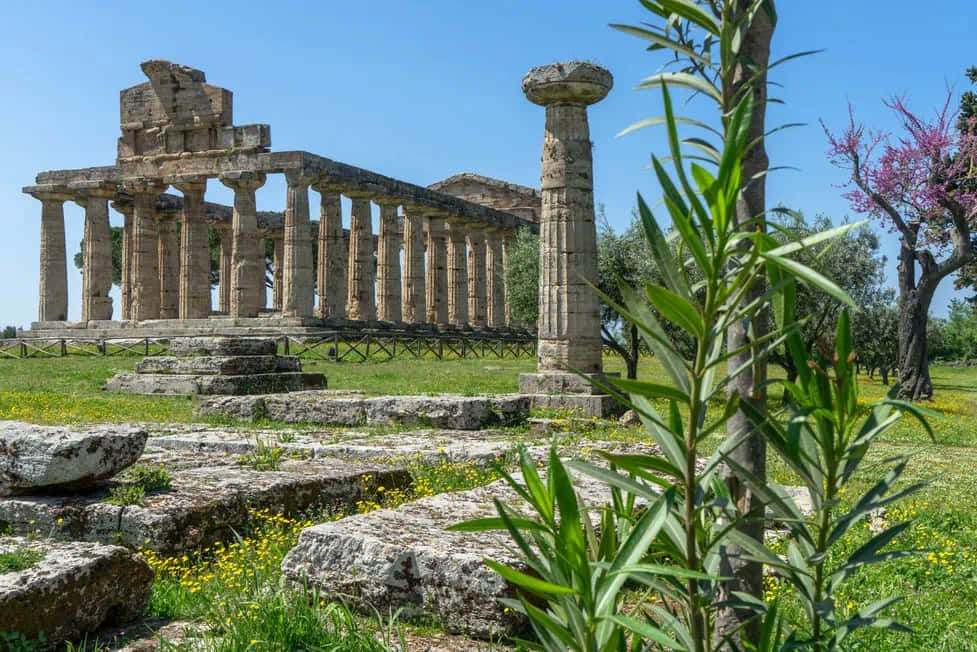 Paestum Unique Plant Wallpaper