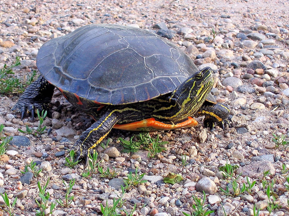 Painted Water Turtle Looking Up Photography Wallpaper