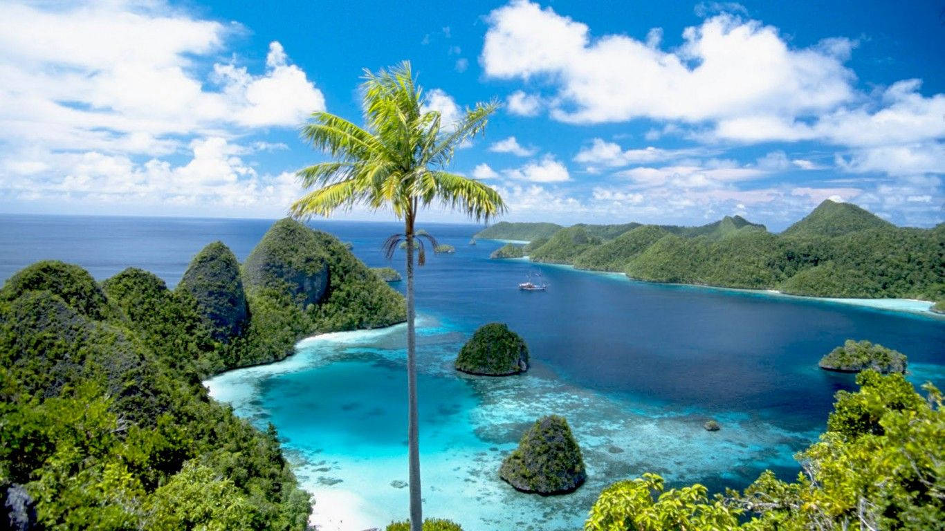 Palau Palm Tree On Rock Islands Wallpaper