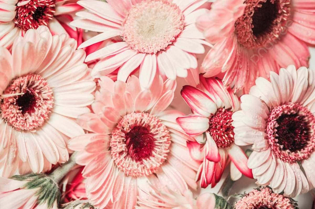 Pale Pink Gerbera Daisies Background Wallpaper