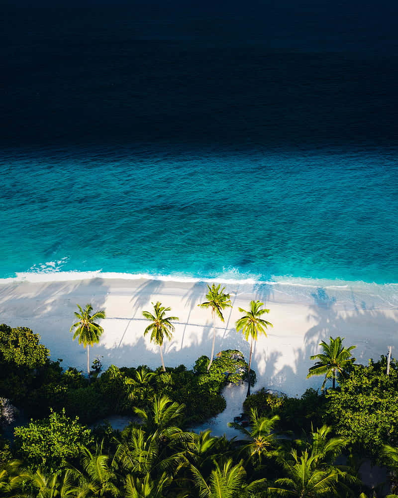 Palm Trees Beach Aerial View Wallpaper