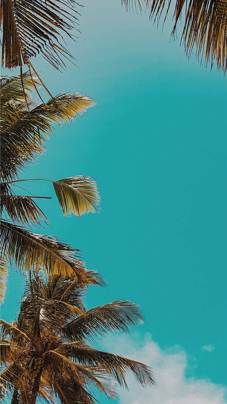 Palm Trees In The Sky Wallpaper