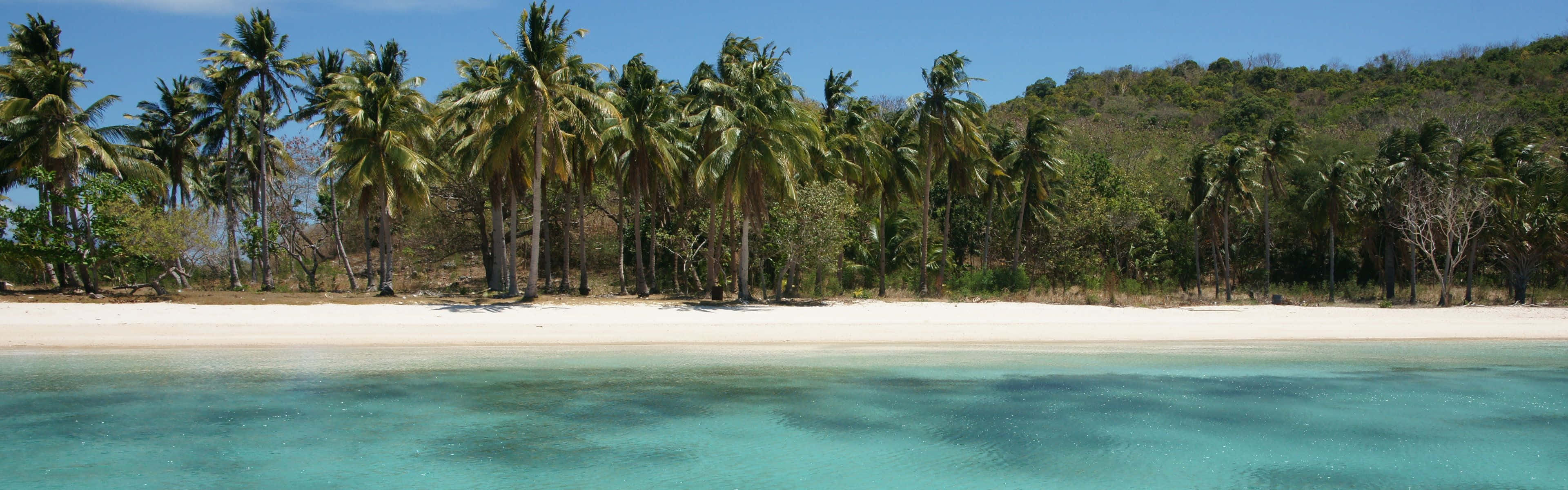 Palm Trees On Beach Dual Monitor Wallpaper