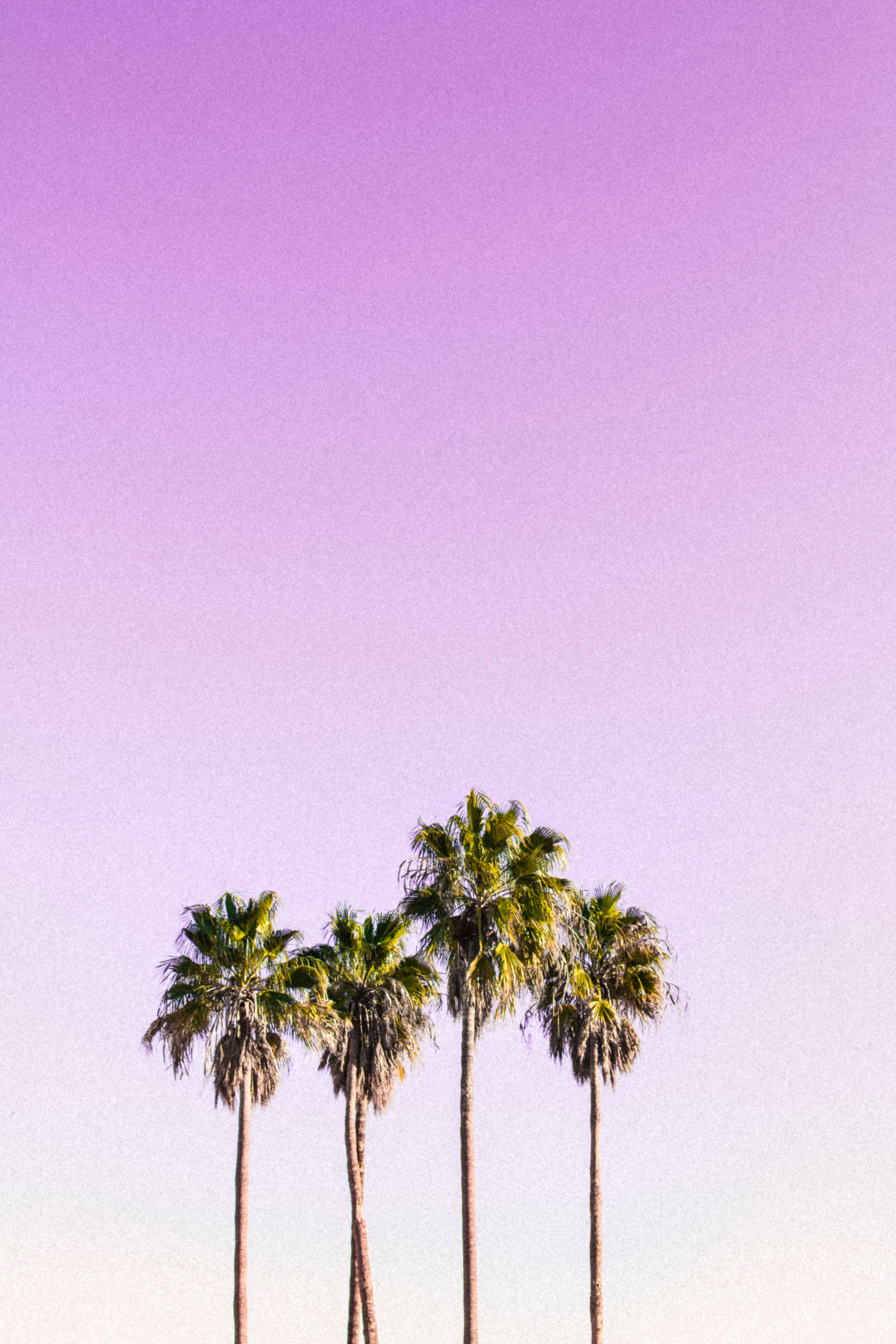 Pastel 4k Palm Trees Wallpaper