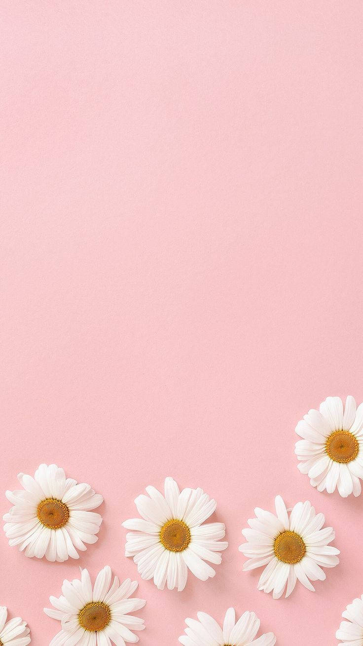 Pastel Aesthetic Daisies Wallpaper