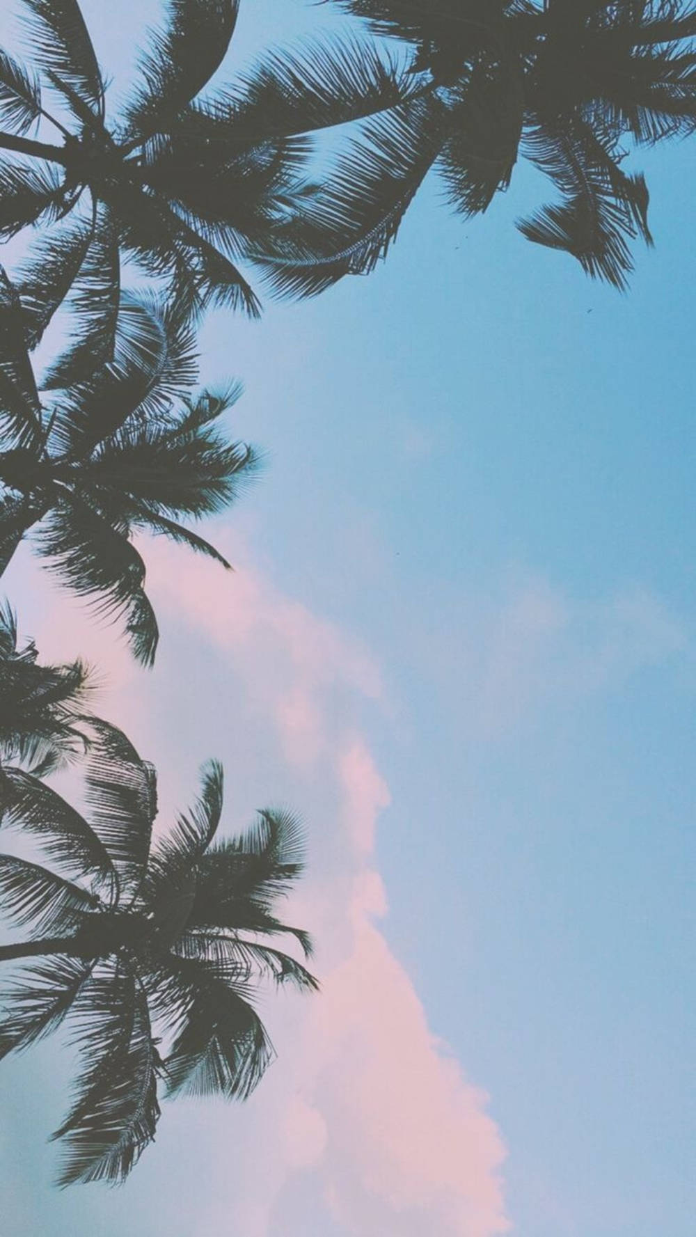 Pastel Ipad Palm Tree Silhouettes Wallpaper