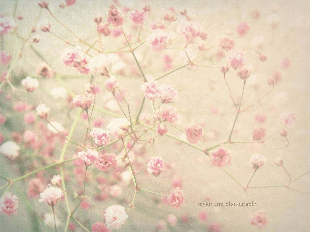 Pastel Vintage Photos Of Pink Flower Wallpaper