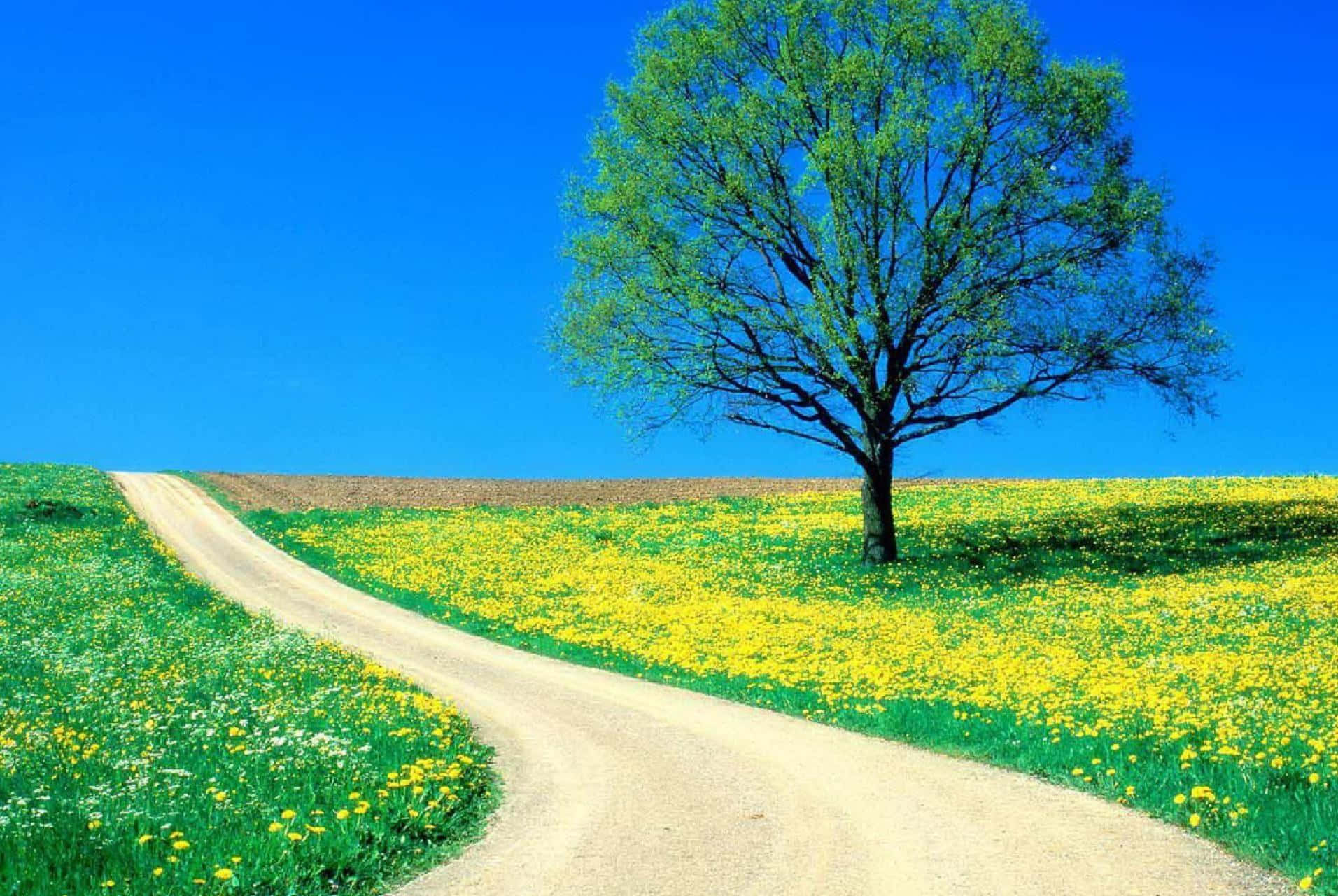 Path On A Prairie With A Lone Tree Wallpaper