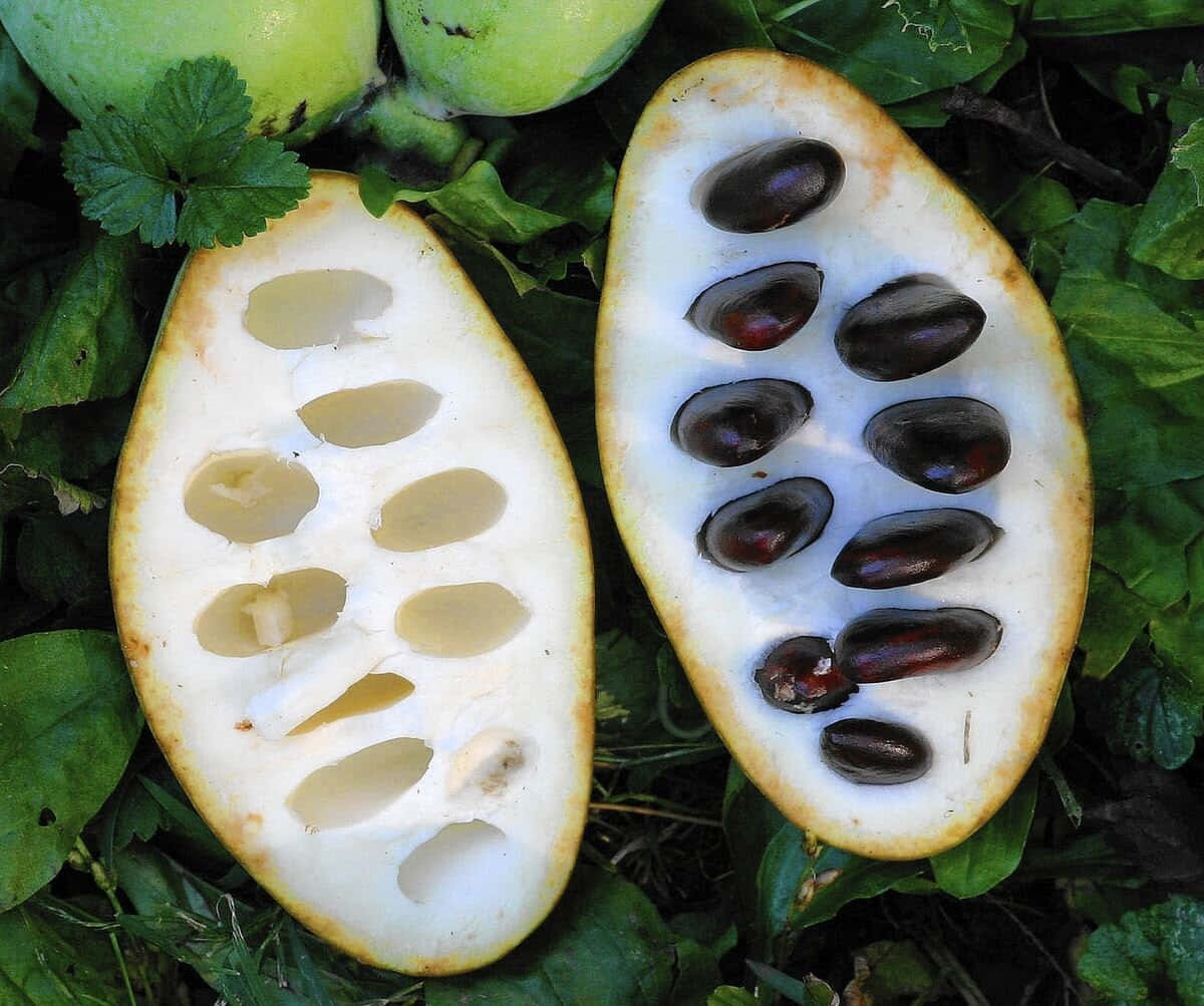 Pawpaw Fruit Halveson Ground.jpg Wallpaper