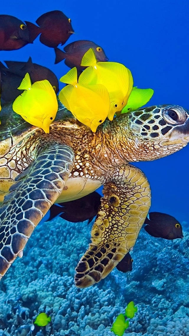 Peaceful And Majestic - A Sea Turtle Swims Below The Crystal Clear Ocean Wallpaper