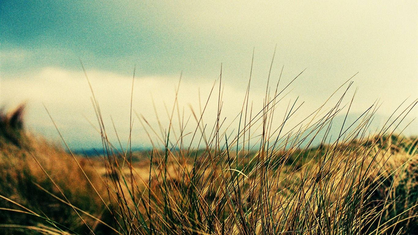 Peaceful Field With Tall Grass Wallpaper