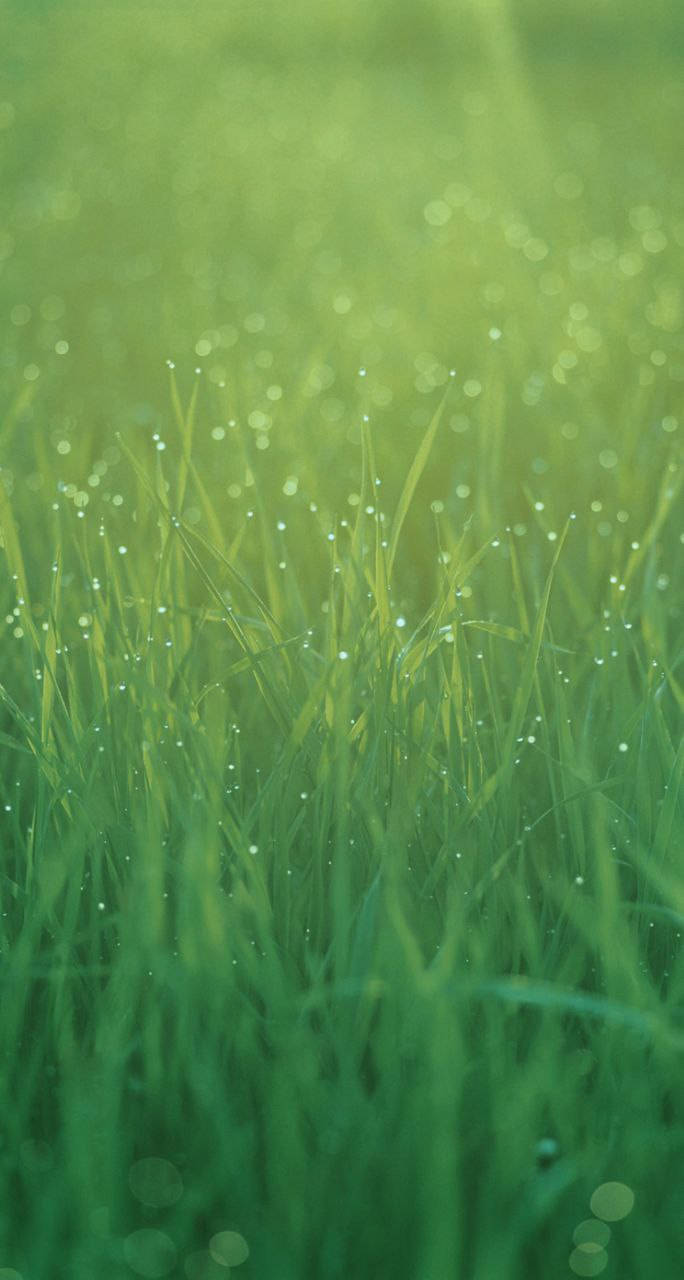 Peaceful Morning Grass Original Iphone 7 Wallpaper