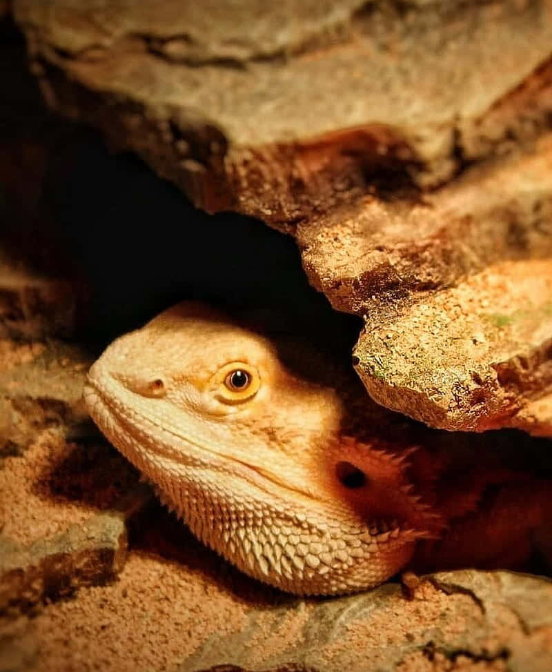 Peeking Bearded Dragon.jpg Wallpaper