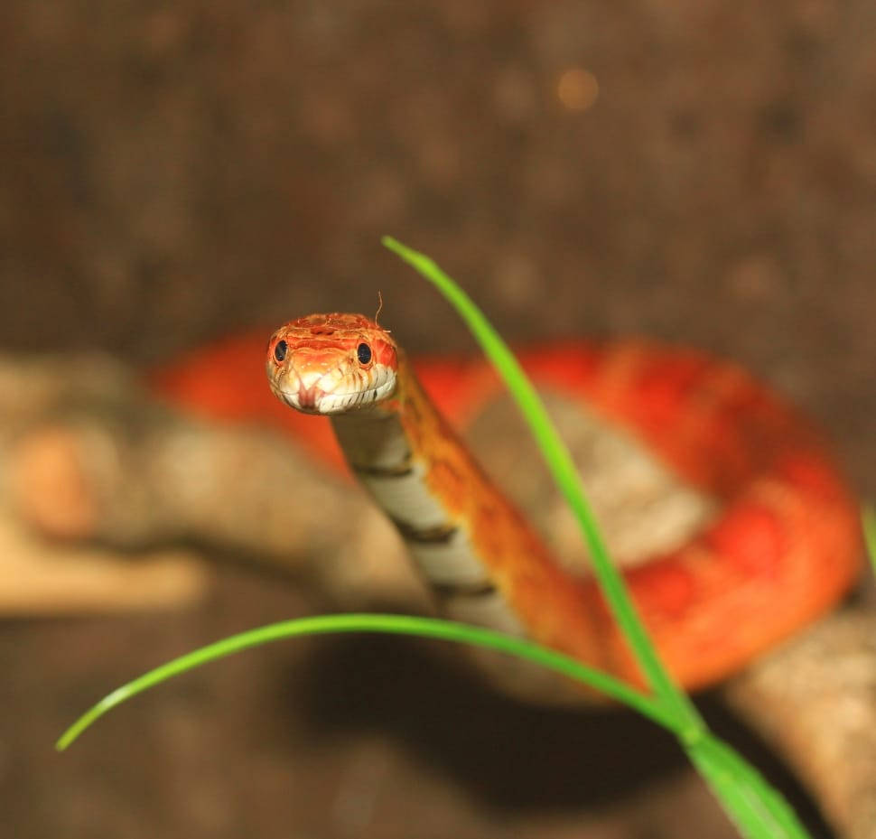 Peeking Corn Snake Wallpaper