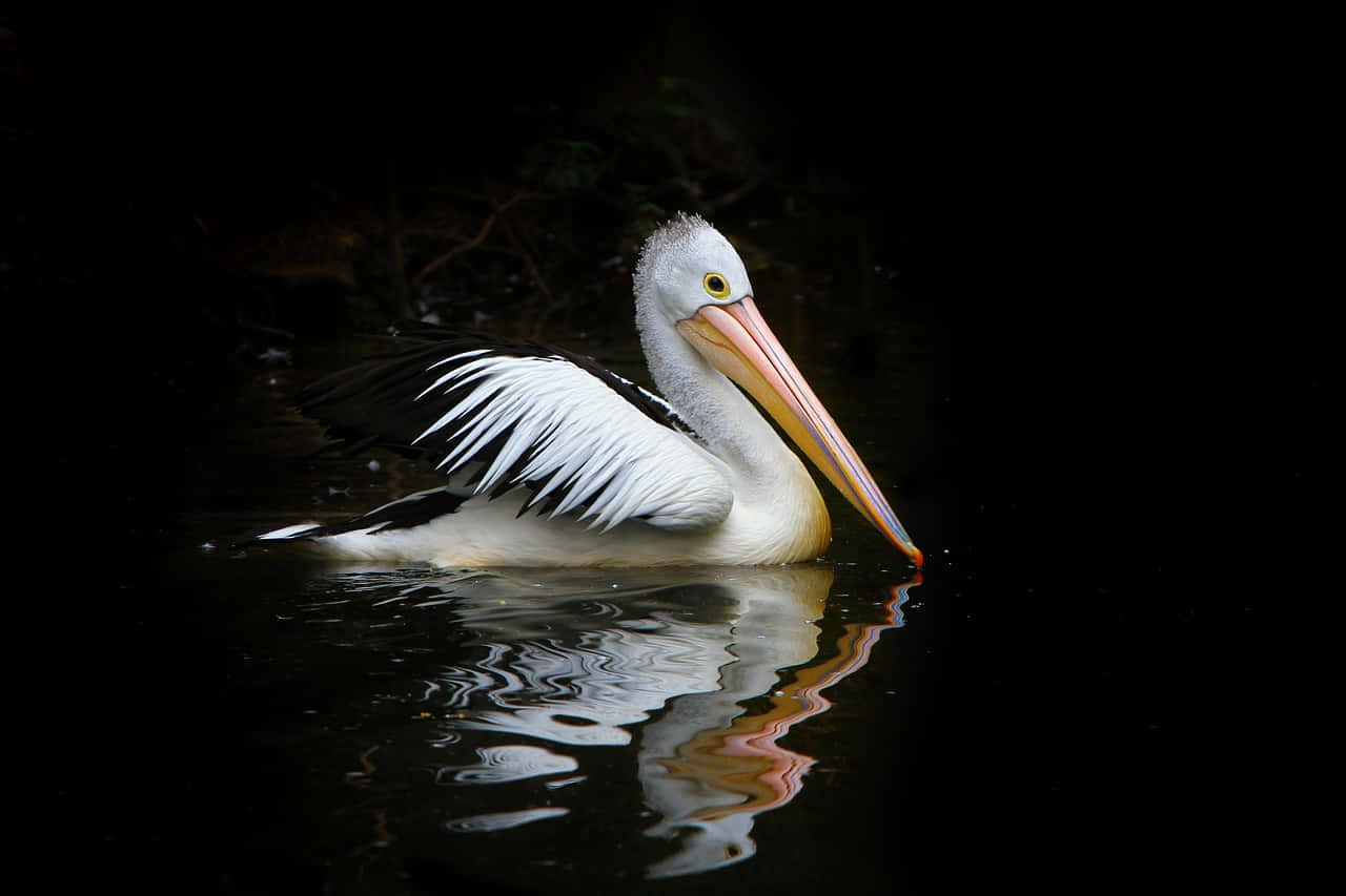 Pelican Swimmingin Dark Waters Wallpaper