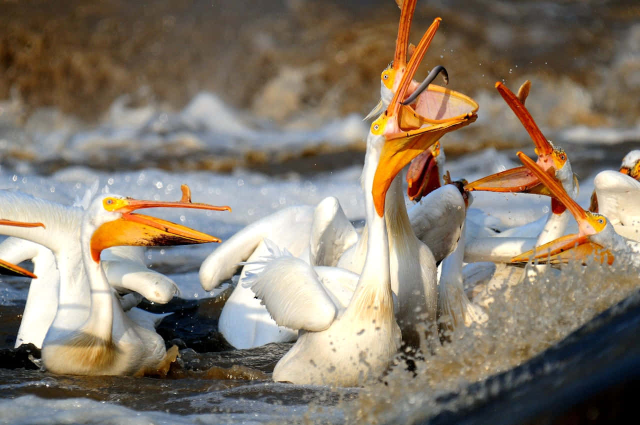 Pelicans_ Feeding_ Frenzy.jpg Wallpaper