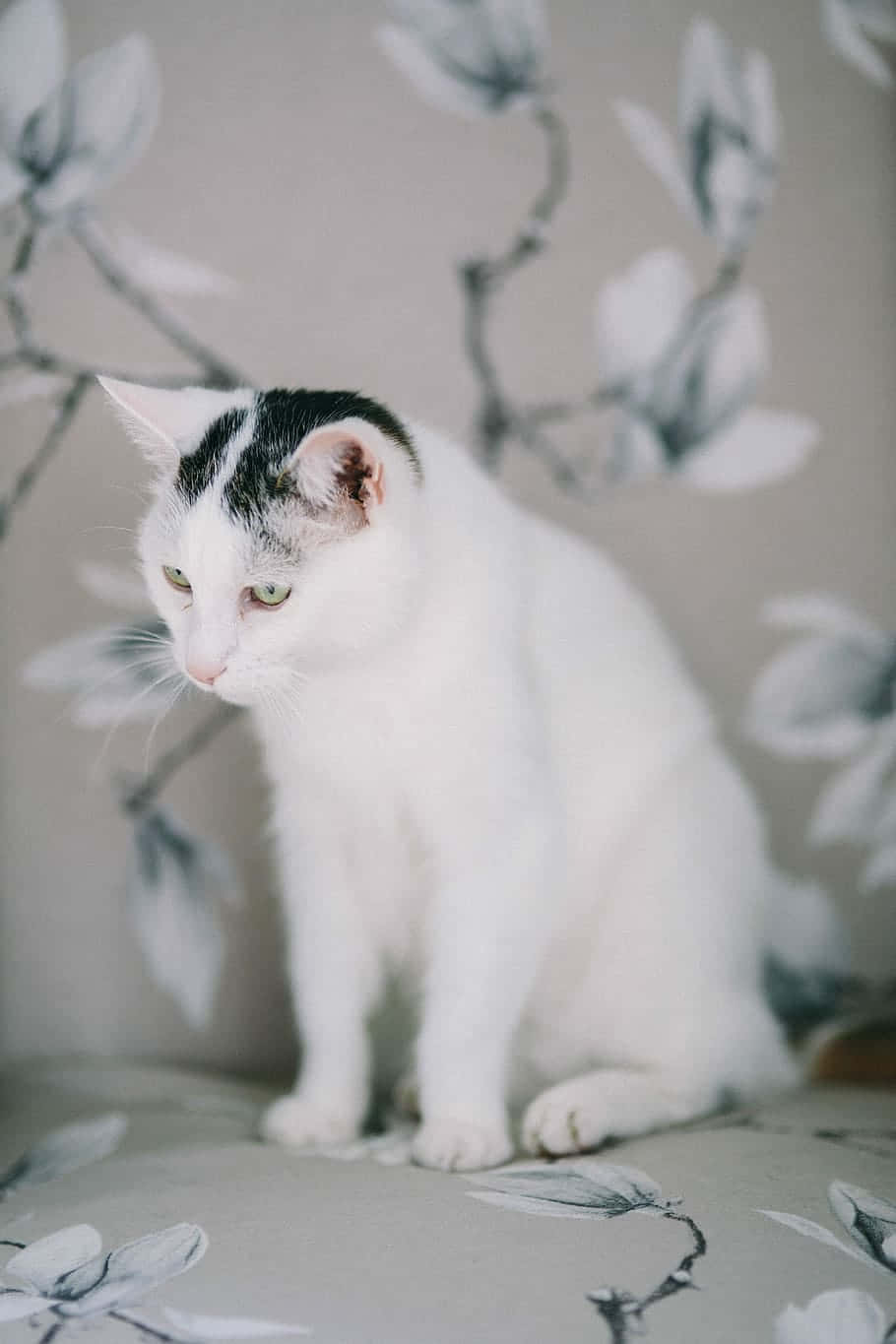 Pensive_ White_ Cat_ Floral_ Background.jpg Wallpaper