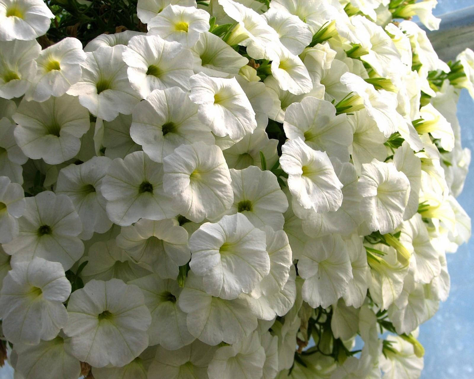 Petunias In The Snow – Beauty In White Wallpaper