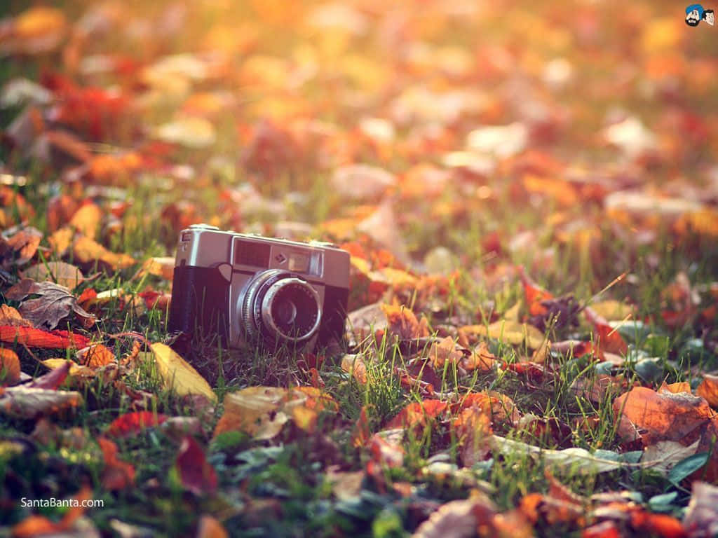 Phone On Vintage Autumn Leaves Wallpaper