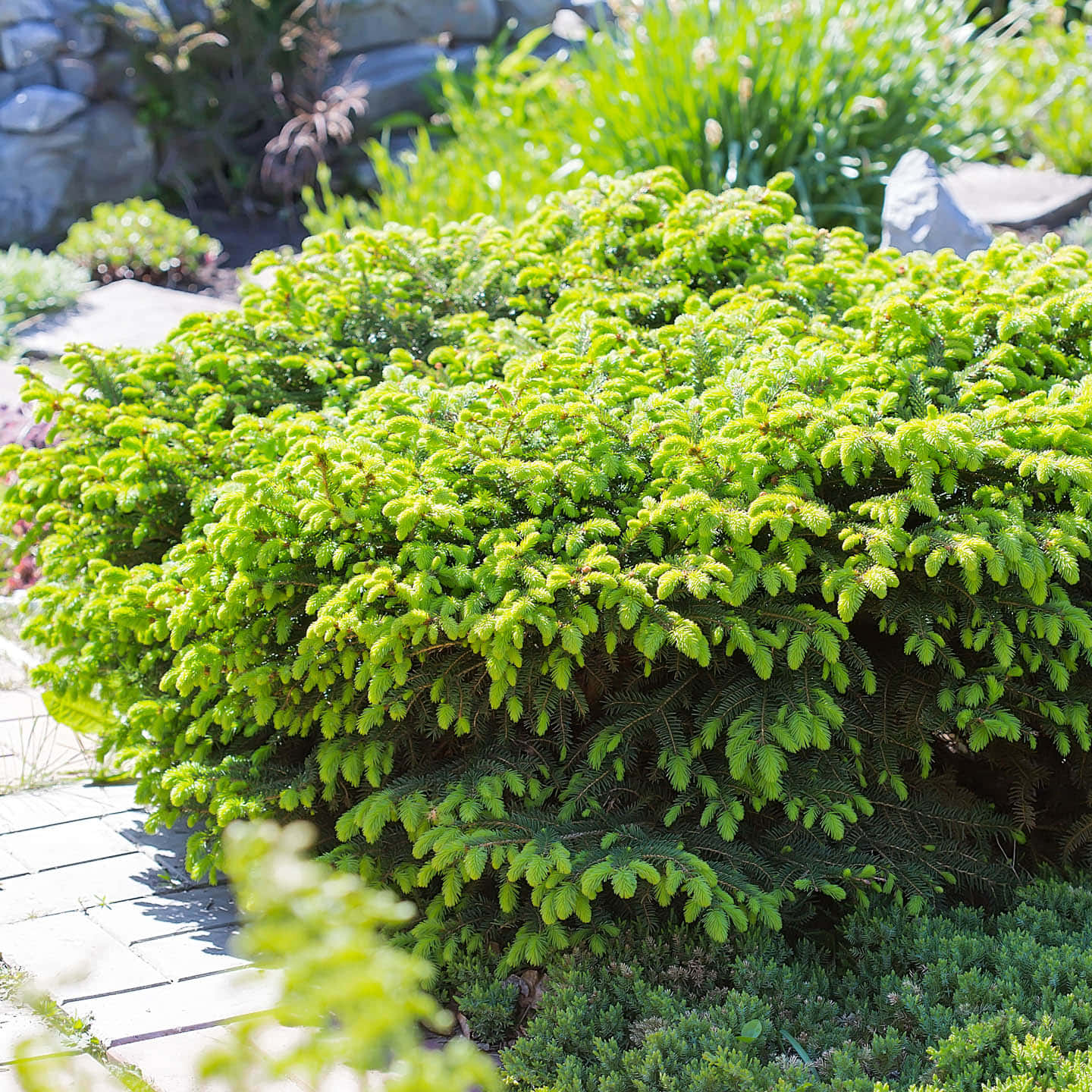 Picea Abies Also Known As Nidiformis Bush Wallpaper