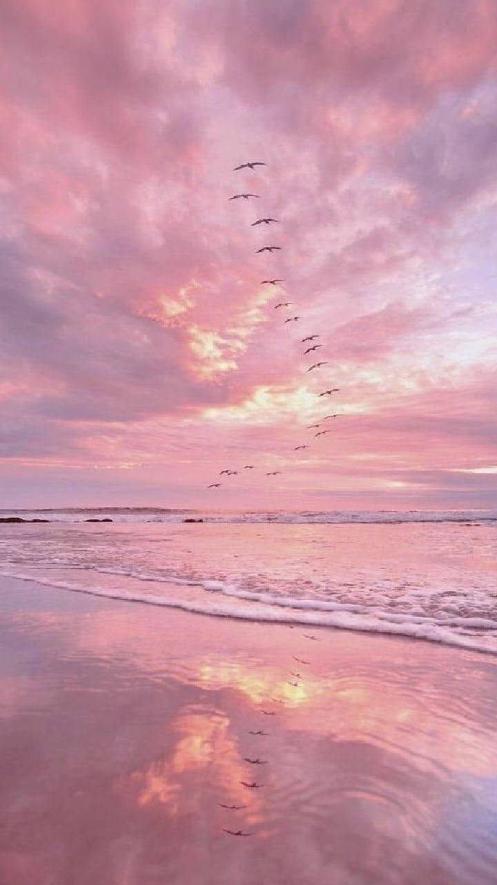 Pink Aesthetic Ocean With Birds Wallpaper