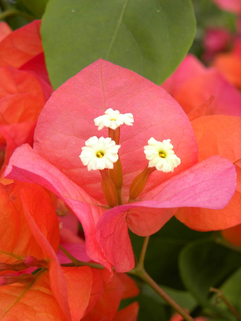 Pink And White Bougainvillea Wallpaper