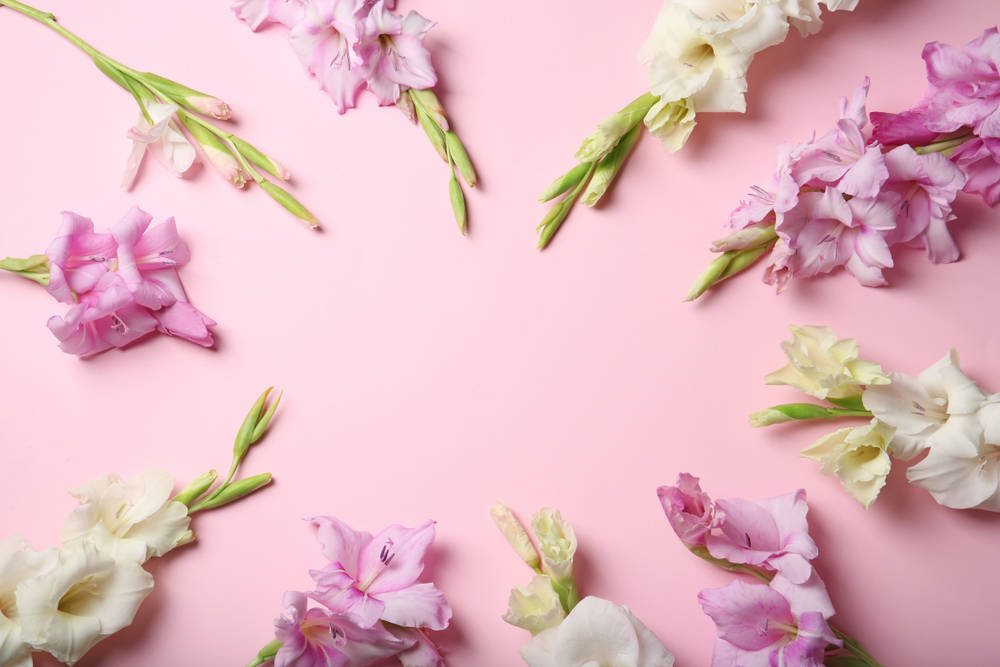 Pink And White Gladiolus Flowers Wallpaper