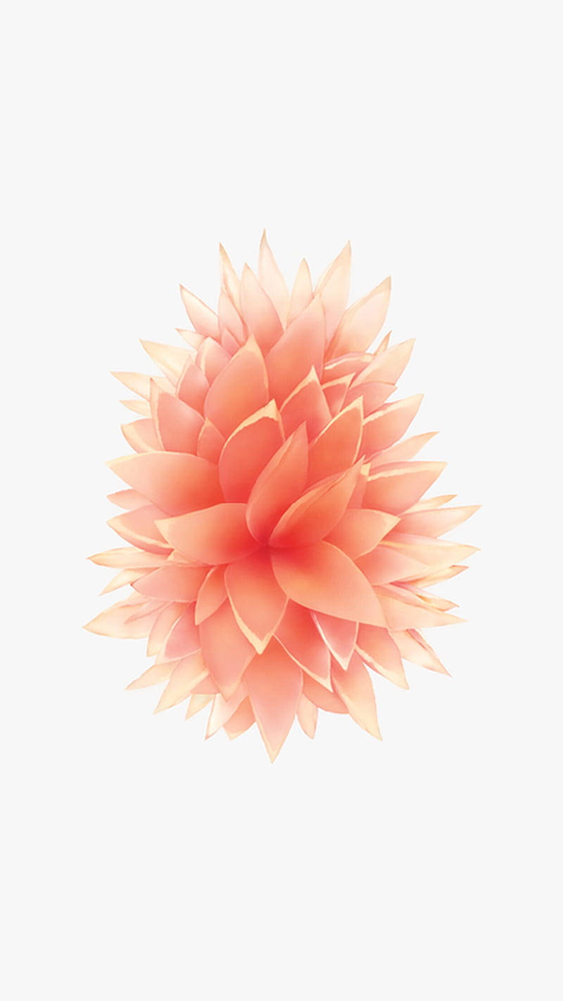 Pink Beautiful Dahlia Apple Flower Wallpaper