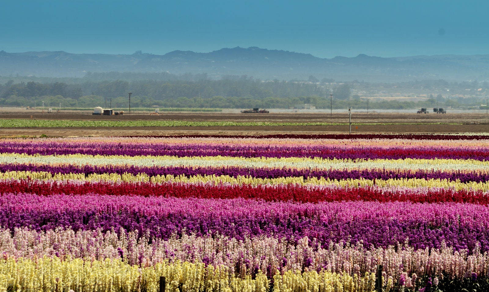 Pink Flower Field Rows Wallpaper