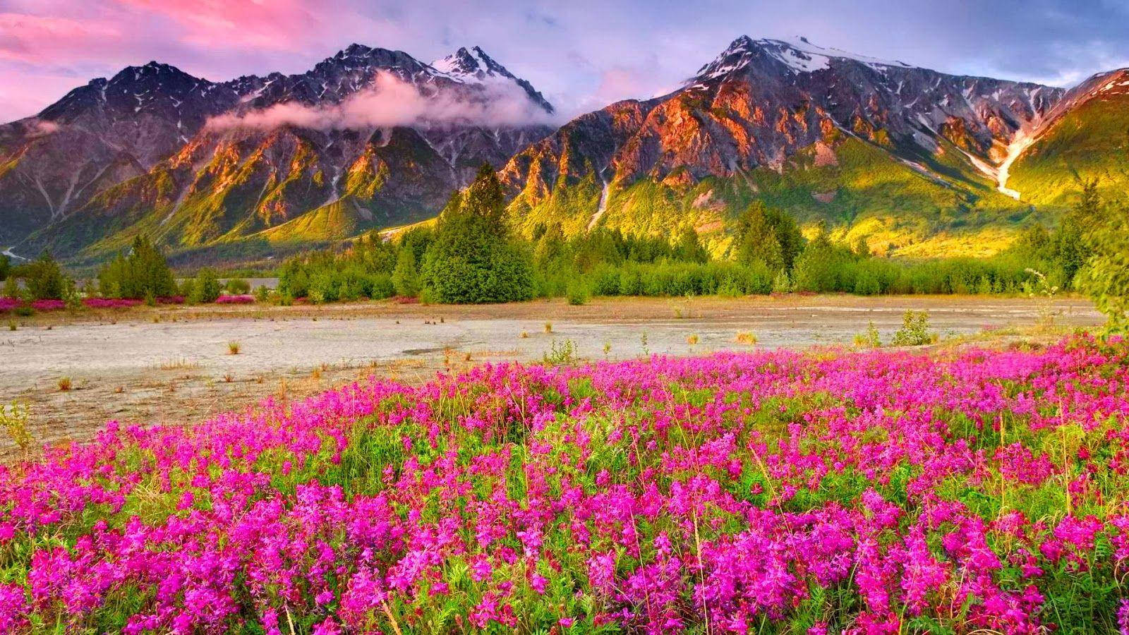 Pink Flowers Scenery Wallpaper