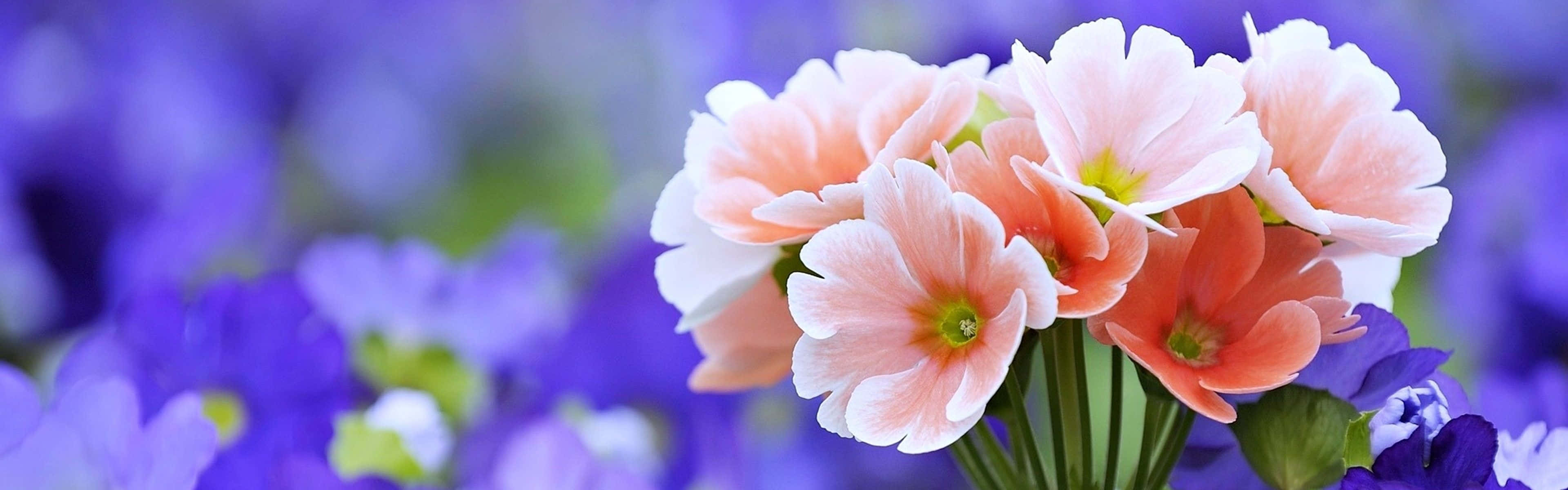 Pink Flowers Spring Dual Screen Wallpaper