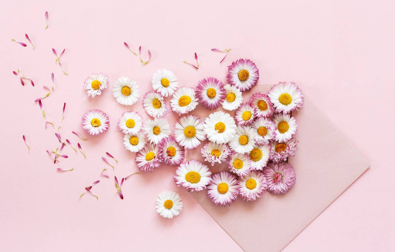 Pink Gerbera Daisy Mail Wallpaper