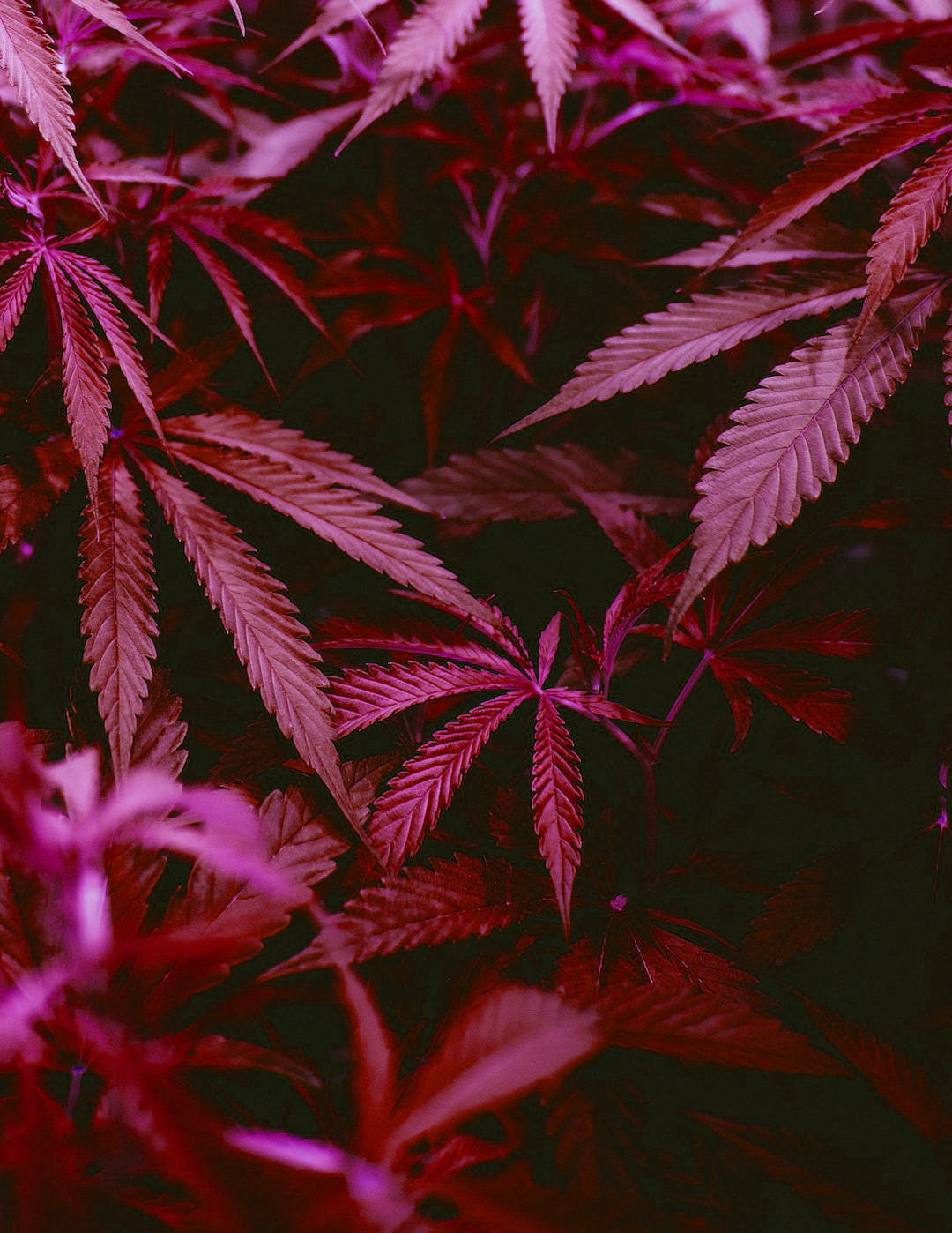 Pink Hue Plant Weed Aesthetics Wallpaper