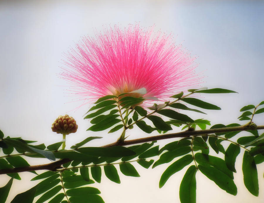 Pink Mimosa Puff Flowers Wallpaper