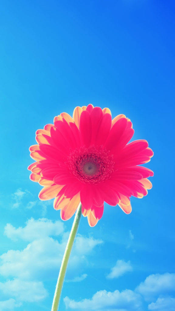 Pink-petaled Flower Iphone Wallpaper