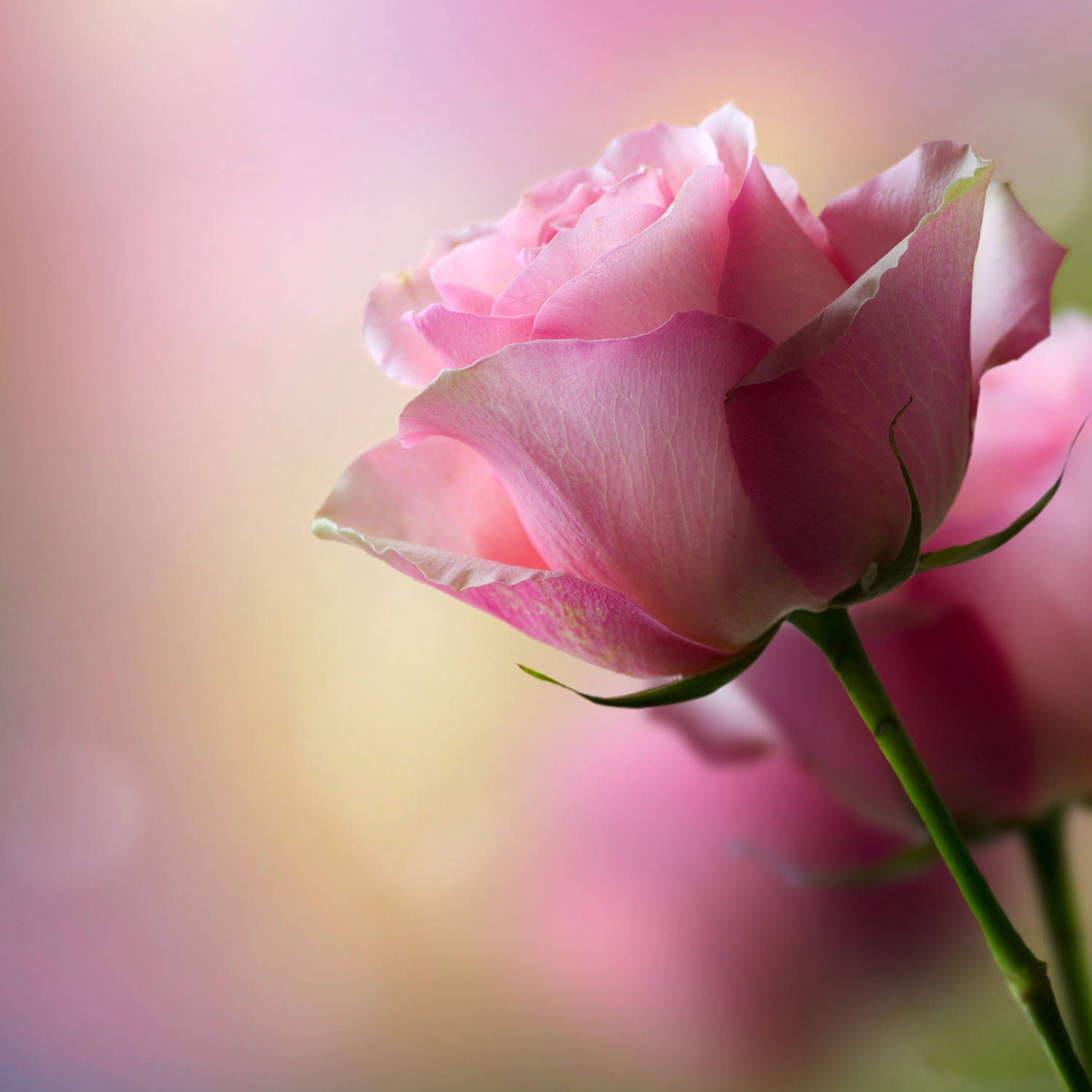 Pink Roses Desktop Wallpaper