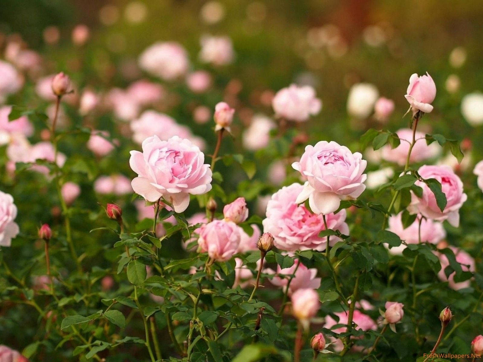 Pink Roses Garden Wallpaper