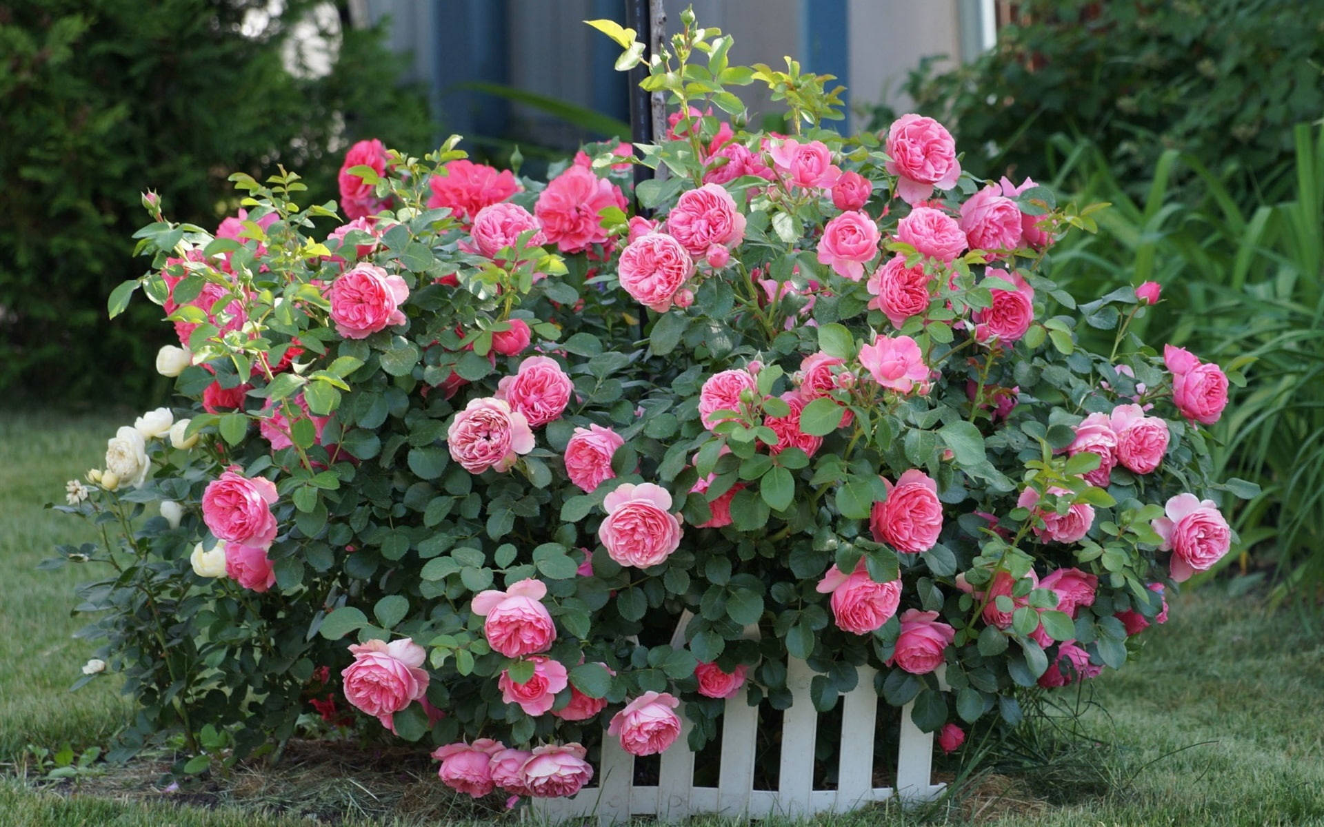 Pink Roses In A Shrub Wallpaper