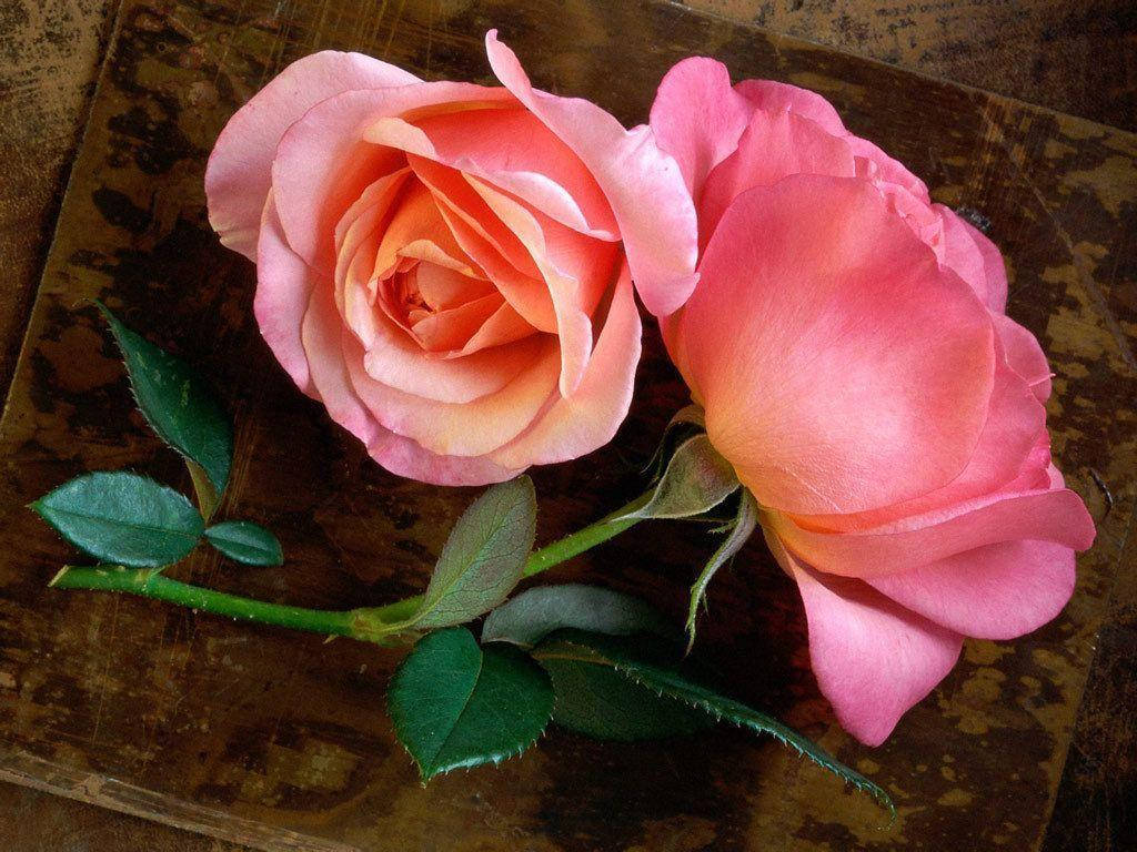 Pink Roses On A Brown Cardboard Wallpaper