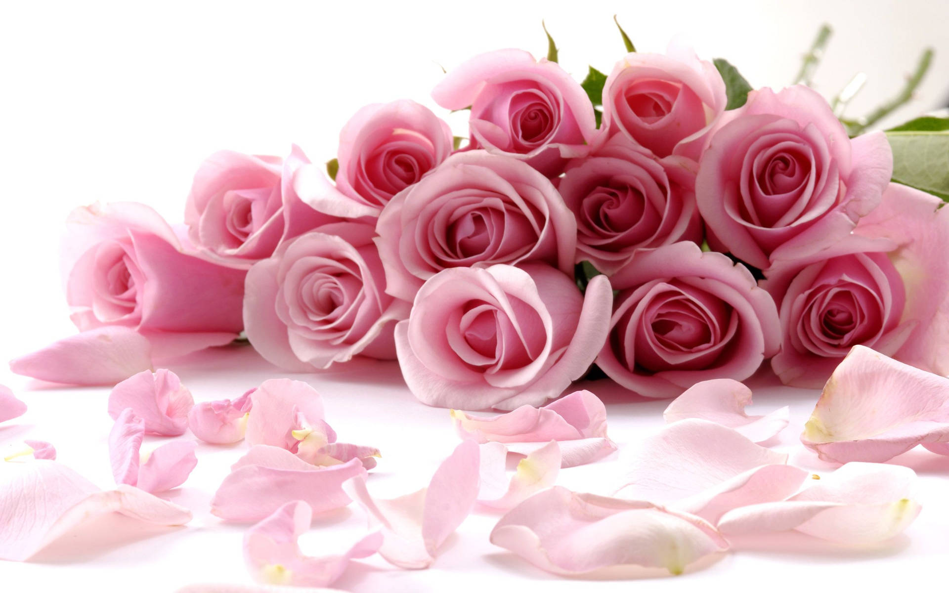 Pink Roses With Fallen Petals Wallpaper