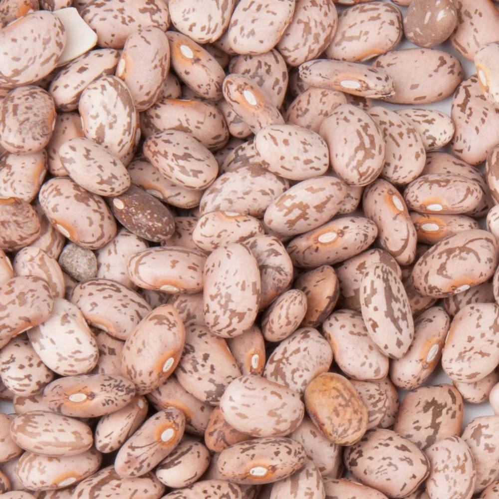 Pinto Beans Batch Wallpaper