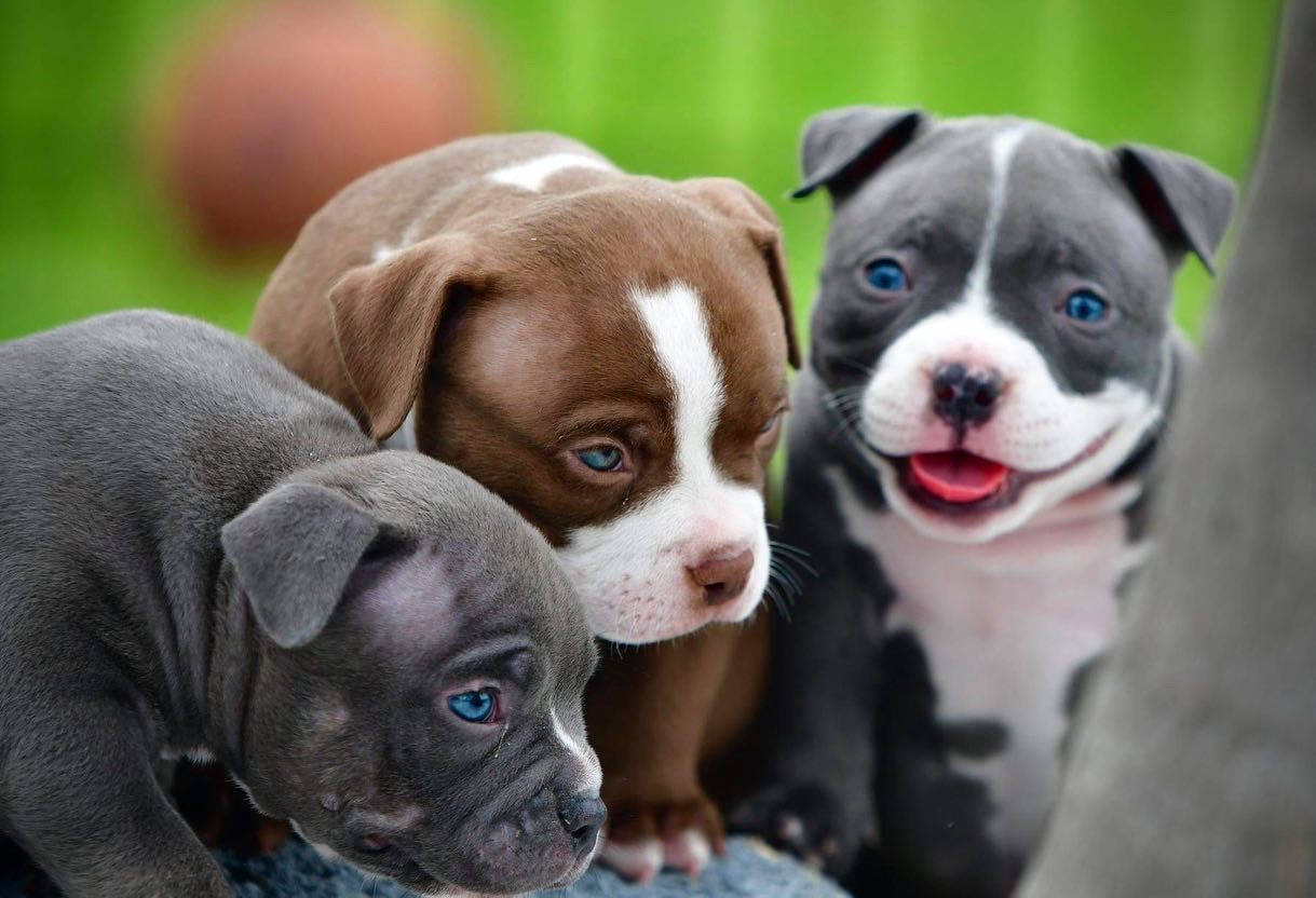 Pitbull Puppies With Chubby Faces Wallpaper