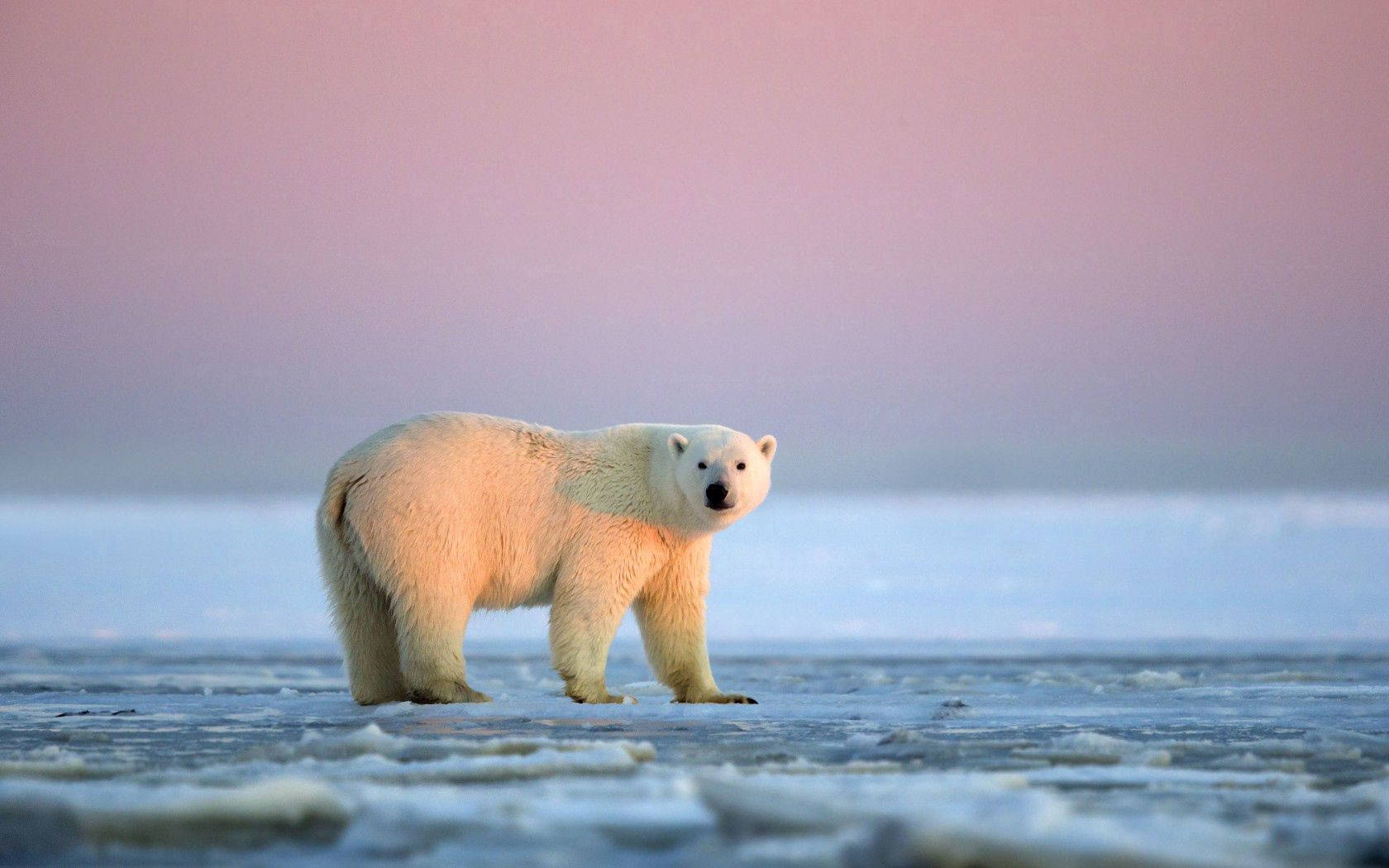 Polar Bear Under Pink Sky Wallpaper