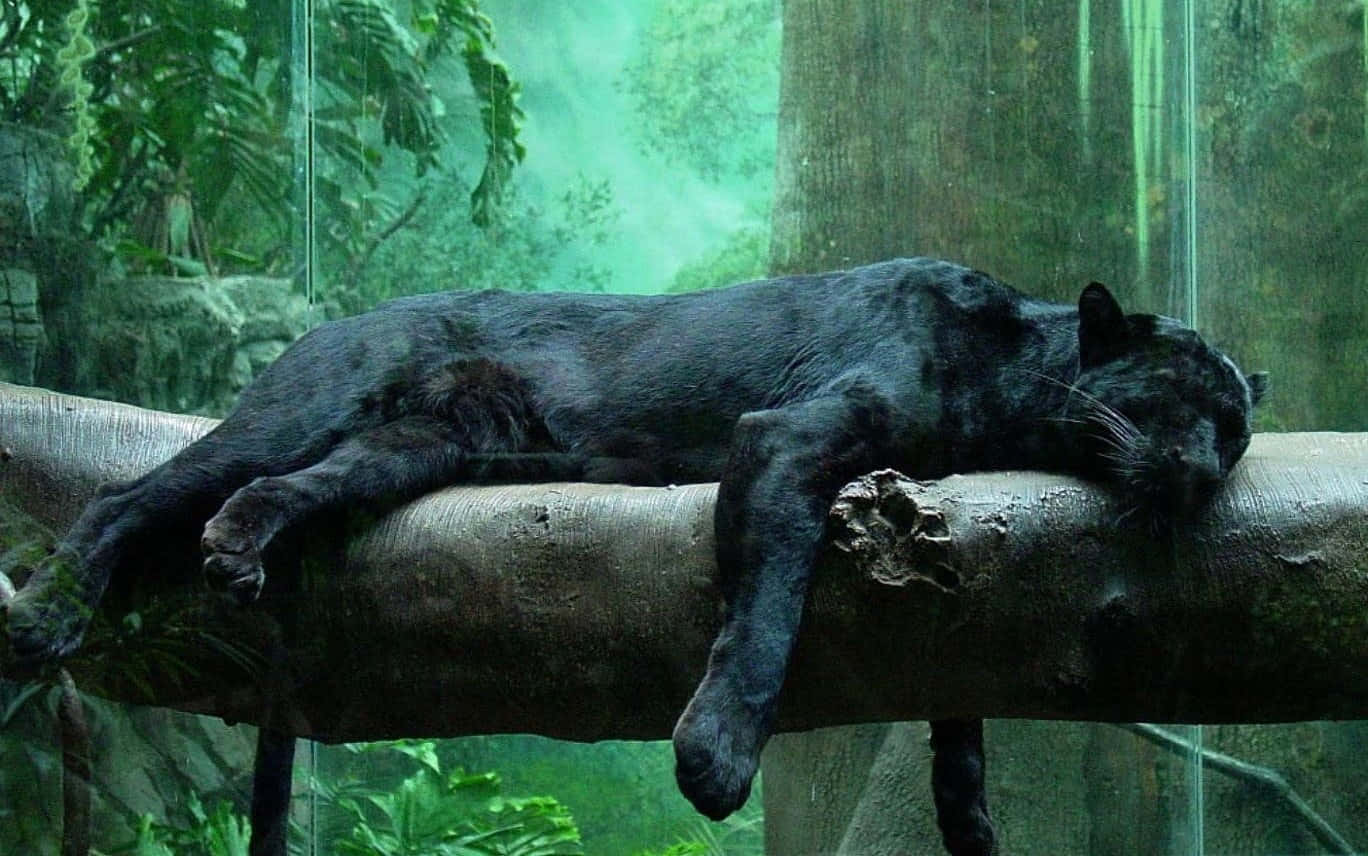 Power And Majesty Of A Black Jaguar Wallpaper